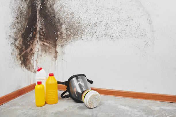 Trusted Breckenridge Hills, MO Mold Remediation Experts