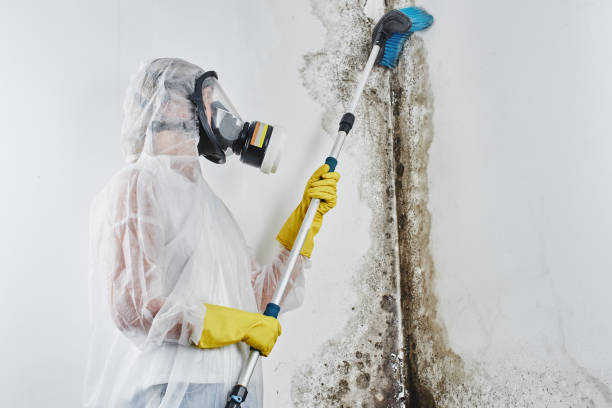 Best Bathroom Mold Remediation in Breckenridge Hills, MO