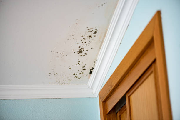 Best Post-Flood Mold Remediation in Breckenridge Hills, MO