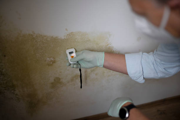 Best Basement Mold Remediation in Breckenridge Hills, MO