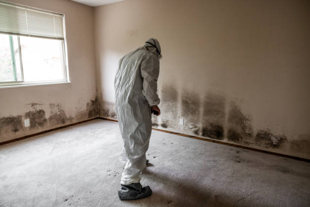 Best Commercial Mold Remediation in Breckenridge Hills, MO