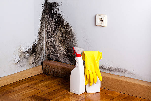 Best DIY Mold Remediation Support Services in Breckenridge Hills, MO