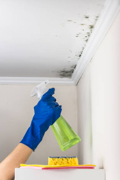 Best Mold Remediation for Schools in Breckenridge Hills, MO