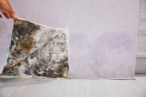Best Kitchen Mold Remediation in Breckenridge Hills, MO